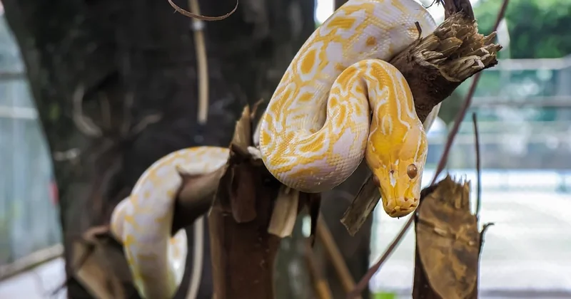 Yasak olduğu halde çoğaltılıyorlar: Tek sebebi güzel olmaları Sözcü Gazetesi