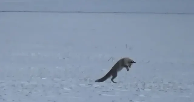 Kars’ta kızıl tilkinin kar altındaki avı kamerada VİDEO İZLE