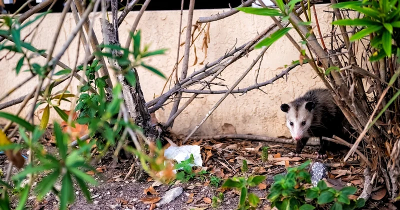 Doğanın dengesini değiştirecek! 6 bin yıldan sonra yeniden hayata döndü Sözcü Gazetesi