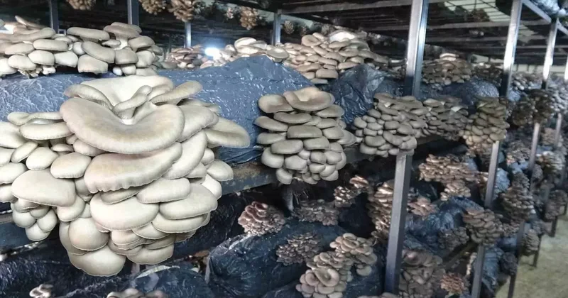 Çarşamba’da istiridye mantarı üretimi artıyor