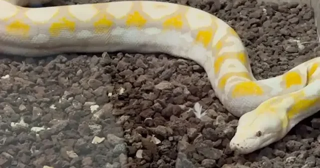 Konya’daki merkezde albino pitonlara özel koşullarda bakılıyor VİDEO İZLE