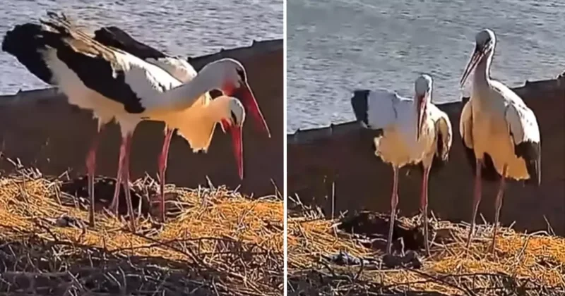 Yaren leyleğin eşi Nazlı da yuvasına döndü