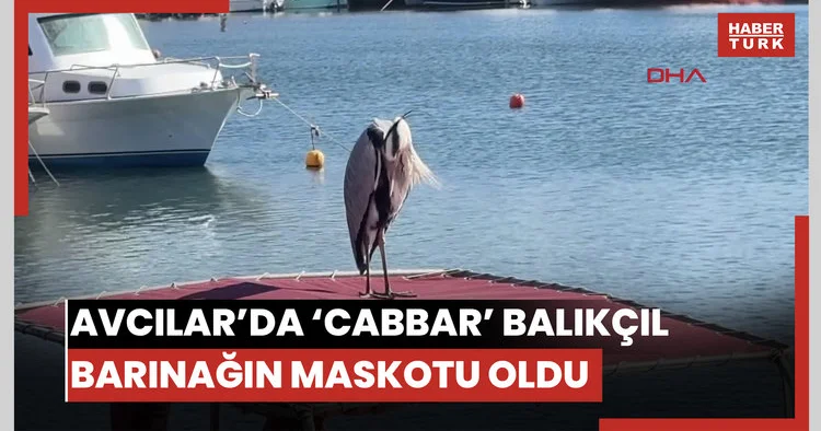 Avcılar da Cabbar isimli balıkçıl barınağın maskotu oldu; Yaren leylek gibi o da burada
