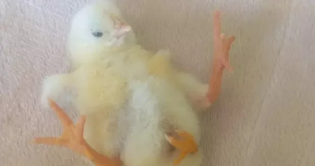 Diyarbakır haberleri Diyarbakır da dört ayaklı civcivi gören şaşıp kaldı 11 Mart 2026