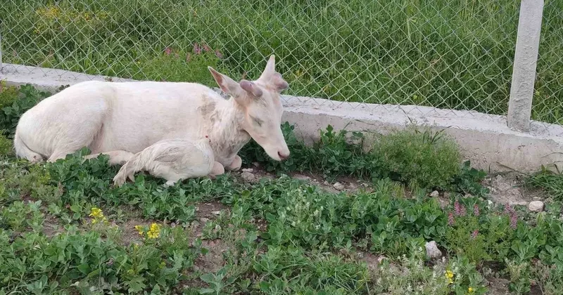 Elazığ’da beyaz alageyik evin bahçesine indi