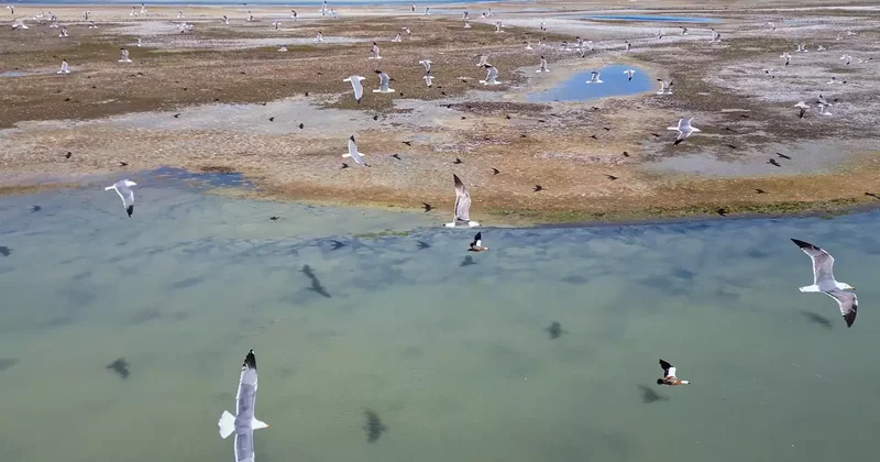 Gizemli misafir: Kırmızı listedeki dikkuyruk Van Gölü’nde ortaya çıktı