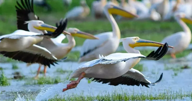 Göç yolundaki pelikan sürüsünün Bursa molası