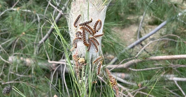 Çam kese böceğine karşı doğaya terminatör böcek salındı Muğla Haberleri