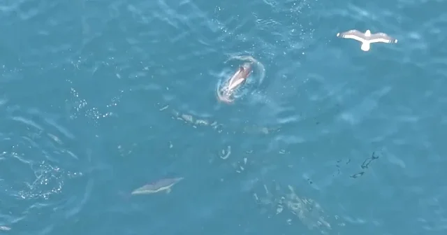 Sinop ta dolaşan yunuslar harika manzara oluşturdu VİDEO İZLE