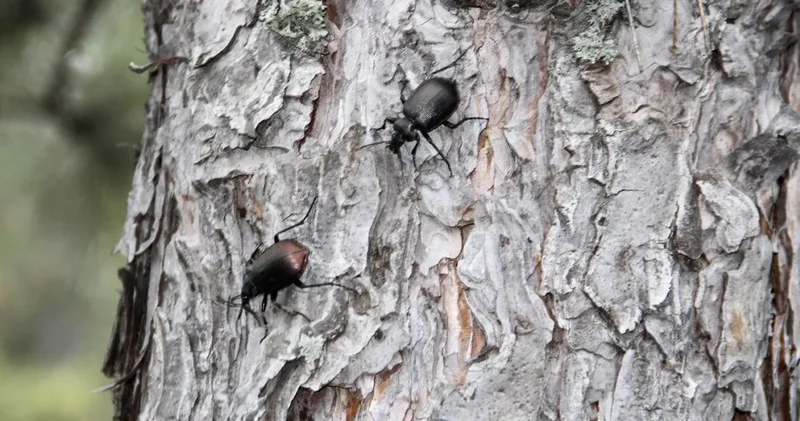 İstila durdurulacak: 10 bin böcek doğaya salınıyor!