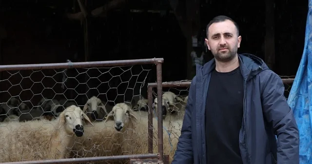 Devlet desteğiyle 20 koyunla başladığı hayvancılıkta sürüsü 400 başa ulaştı Amasya Haberleri