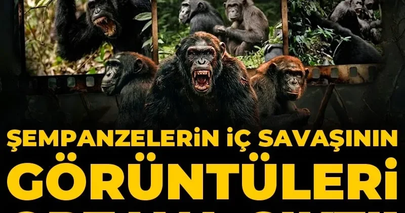 Şempanzelerin iç savaşının görüntüleri ortaya çıktı! En az 28 i öldü