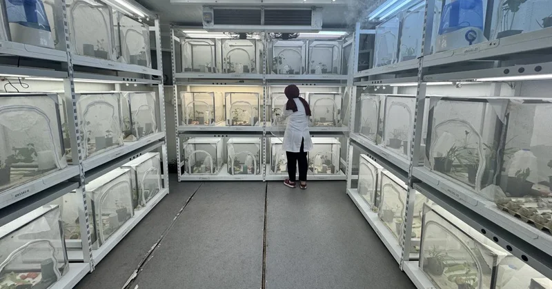 Kahverengi kokarcaya karşı samuray arısı kullanılacak