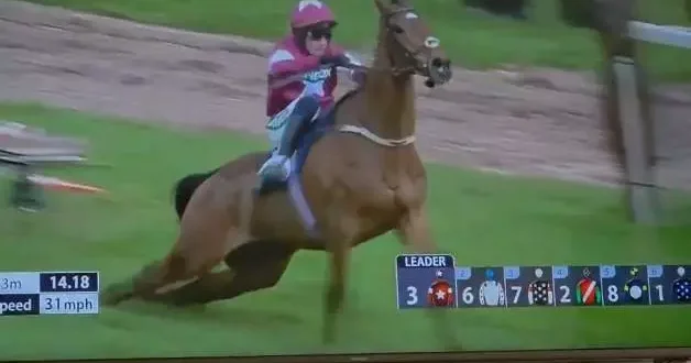 İngiltere deki at yarışlarında feci son: Birinci olan şampiyon at uyutuldu