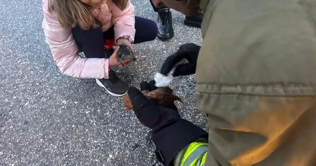 Kanala düşen iki yavru kedi kalp masajıyla hayata döndü Düzce Haberleri