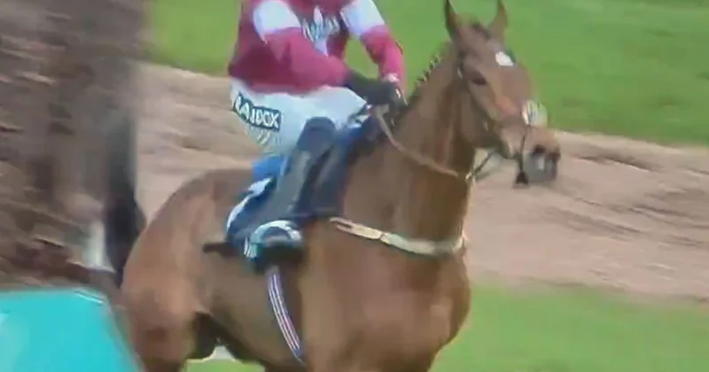 Engelden atlarken sırtı kırılan yarış atının acı sonu