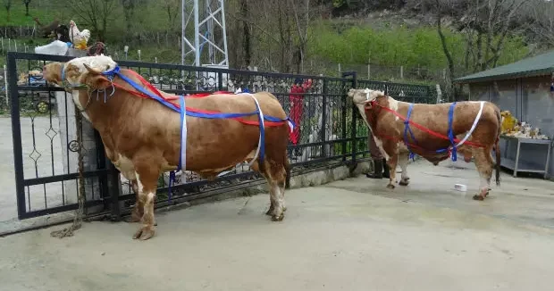 Samsun haberleri Kurbanlık satışında umre hediyesi! Tonluk Paşa ve Poyraz ı alan yaşadı 11 Nisan 2026