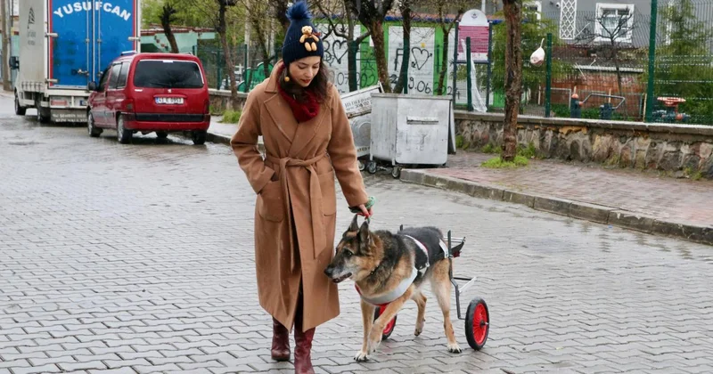 12 yıllık can dostu yürüteçle yeniden ayağa kalktı