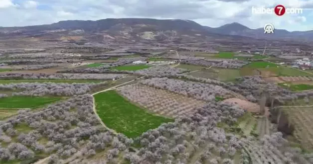Darende de kayısı ağaçlarının çiçek açmasıyla bahçeler beyaza büründü