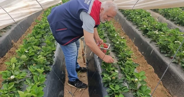 Köşk te çilekte pestisit denetimi sürüyor Aydın Haberleri