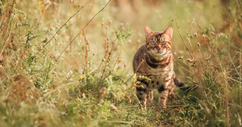 Bu adada 6 kişiyi kediler yönetiyor Sözcü Gazetesi