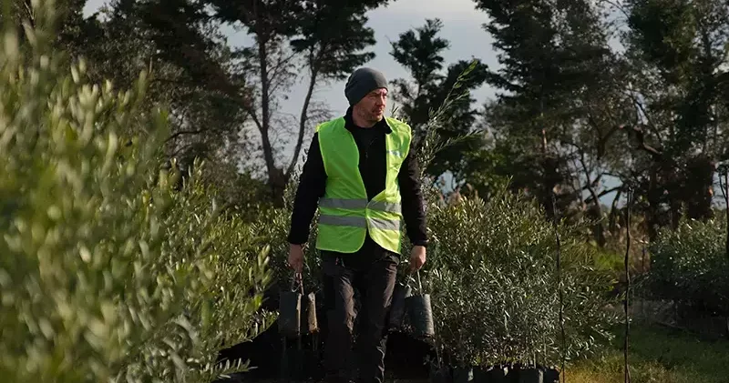 Ağaç Adam ın hedefi 1 milyon zeytin fidanı