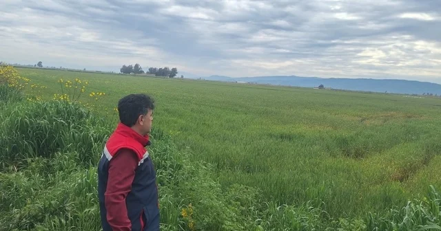 Söke de hububat ekili araziler denetlendi Aydın Haberleri