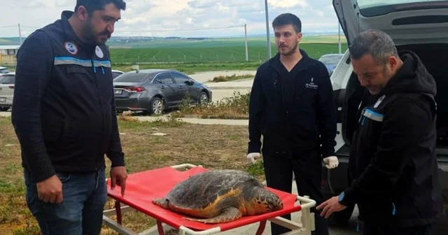 Tekirdağ da balıkçıların ağına ölü caretta takıldı Tekirdağ Haberleri