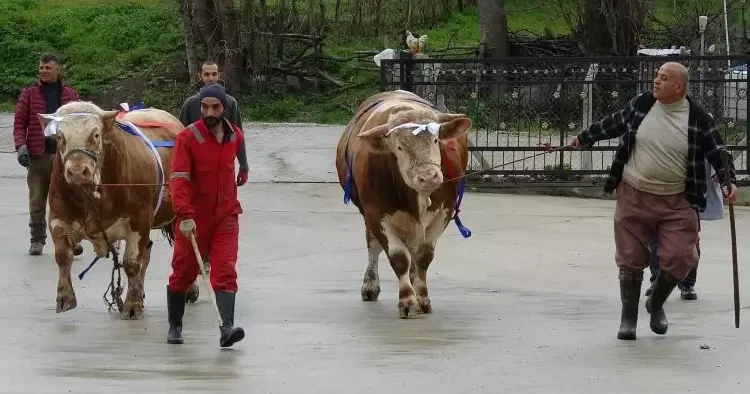 Kurbanlıklarda ezber bozan kampanya! Bu tosunları alan S. Arabistan yolcusu