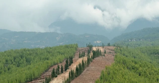 Ormanlarda yeni dönem: Daha dirençli, daha güçlü Sinop Haberleri