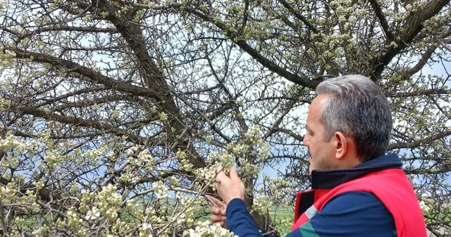 Zirai don olaylarına karşı meyve bahçelerinde kontroller sürüyor Afyonkarahisar Haberleri