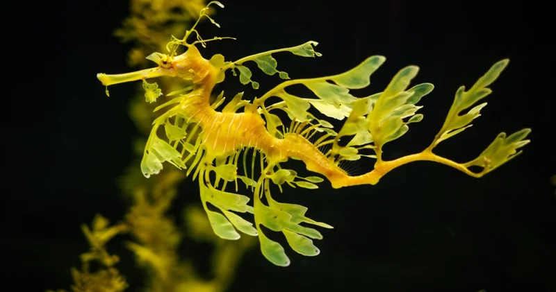 Doğanın sınırlarını bir kez daha sorgulayacaksınız! İşte canlılar dünyasının en ilginç hayvanları