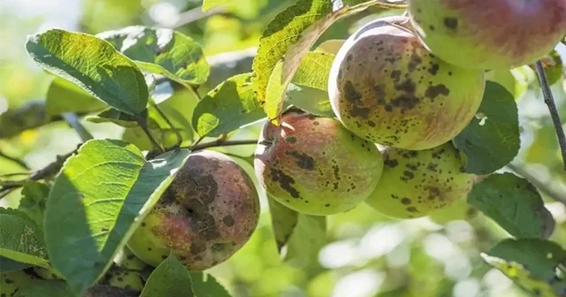 Erzincanlı üreticilere kara leke hastalığı uyarısı Erzincan Haberleri
