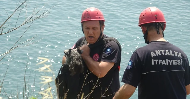 Kedi kovalarken falezlerden düşüp mahsur kalan köpeğe film gibi kurtarma operasyonu 40 metrelik falezlerden halatla inip mahsur kalan köpeği kurtardılar Kedisi kurtarılan kadın sevincini itfaiye erine sarılarak gösterdi Antalya Haberleri