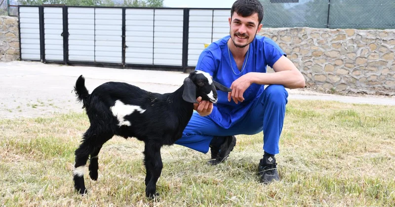 Yamaçtan düşen oğlak bacağına takılan pinle yeniden ayağa kalktı