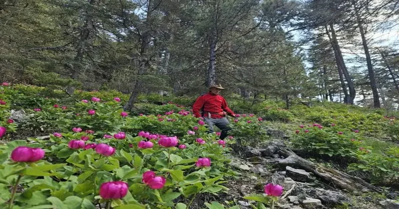 Yolda yürürken sevdiğinize jest yapmak isterseniz aman dikkat! Cezası bir araba fiyatında
