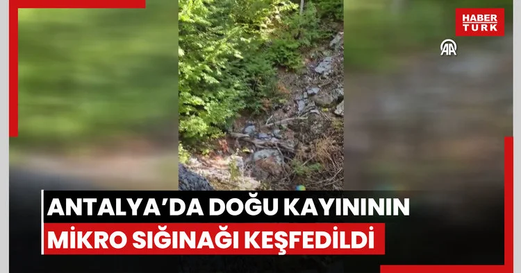 Antalya da Karadeniz e özgü doğu kayınının mikro sığınağı keşfedildi