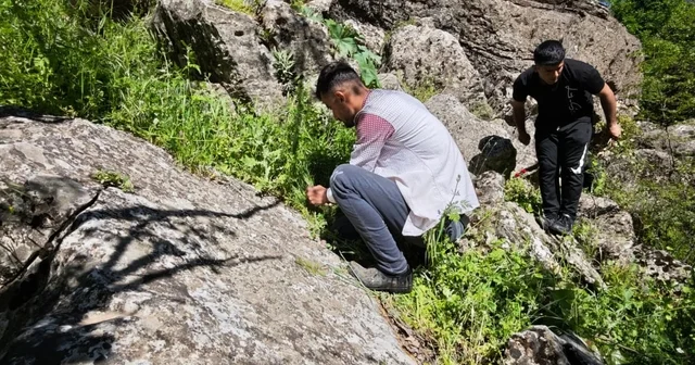 Katırlarıyla birlikte saatlerce yol kat ederek ulaştıkları dağlardan pancar topluyorlar Batman Haberleri