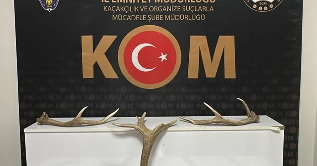 Kırşehir de iş yerinde kızıl geyik boynuzu ele geçirildi Kırşehir Haberleri
