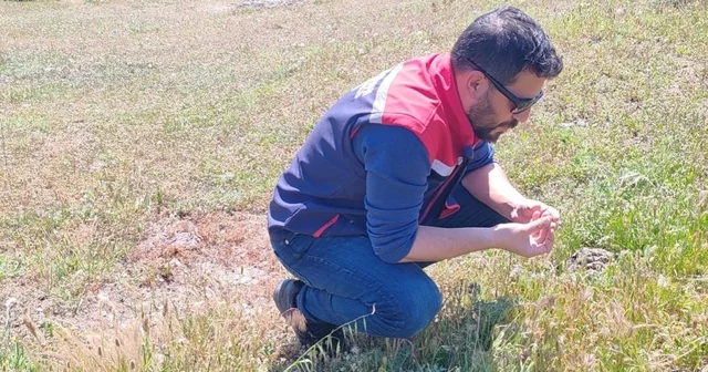 Koçarlı da zararlılara karşı tespit ve mücadele çalışmaları sürüyor Aydın Haberleri