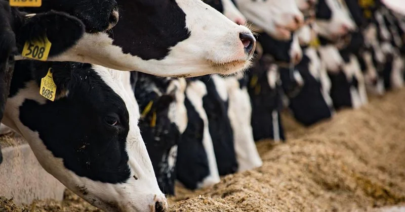 Polatlı da yem makinesi faciası: 15 yaşındaki çocuk öldü, ablası yaralandı