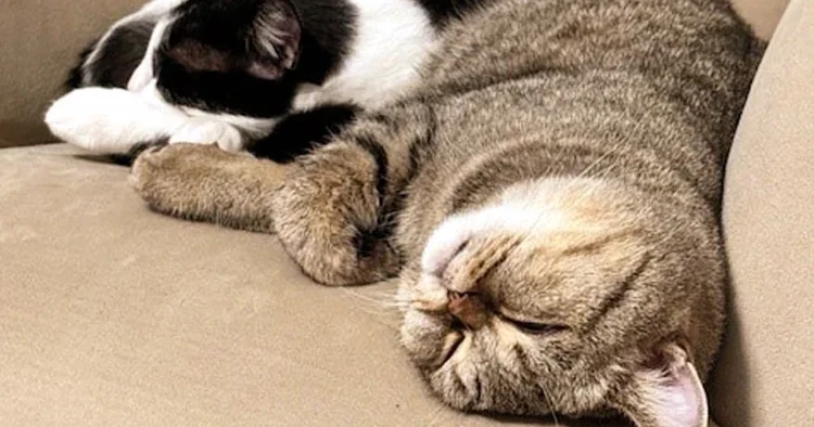 Mahkeme kararı: 5 kedi ve 1 köpeğin velayeti erkekte