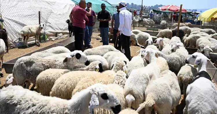 Kurbanlık piyasasında dikkat çeken tablo: Uygun fiyatlı iller öne çıktı