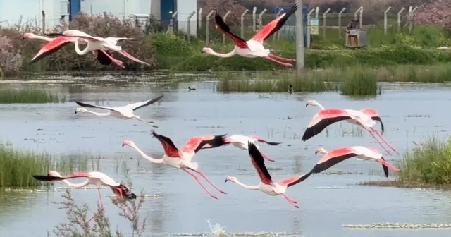 Ayvalık ın pembe kanatlı misafirleri Doğanın en zarif dansçıları flamingolar Ayvalık ta görüntülendi Balıkesir Haberleri