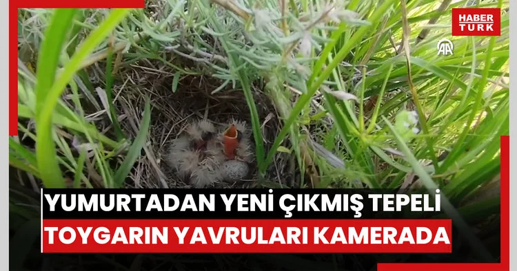 Yumurtadan yeni çıkmış tepeli toygarın yavruları kamerada
