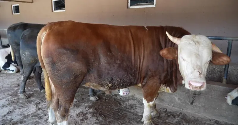 Çiftliğin gözdesi 1 ton 300 kiloluk tosun oldu