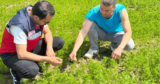 Çavdarhisar da çörek otu üretim alanlarında kontrol Kütahya Haberleri