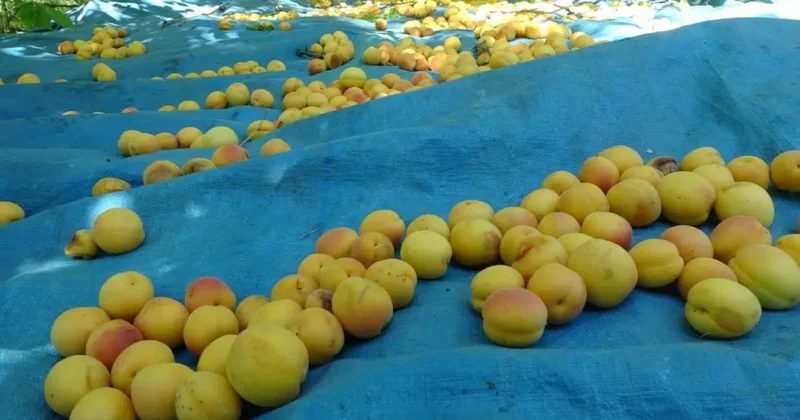 Kayısı hasadı öncesi tarım işçilerinin yevmiyesi açıklandı