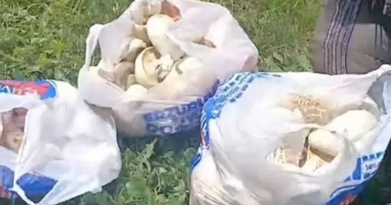 Erzurum’da sağanak yağışların ardından mantar bereketi: 45 dakikada poşetler doldu
