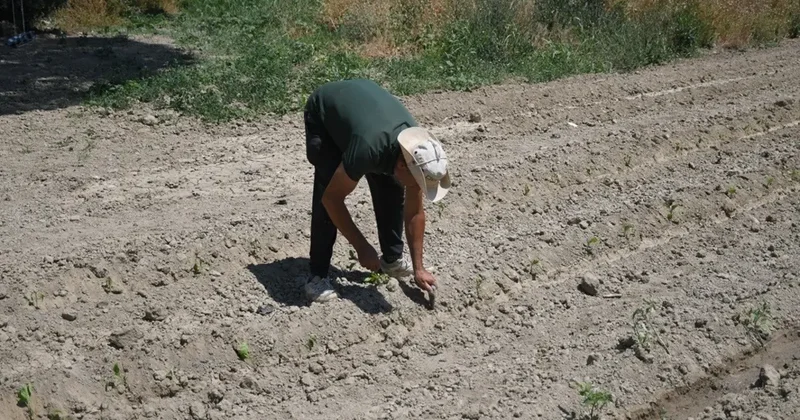 Kuşadası’nda Adabahçe yaz hasadına gün sayıyor